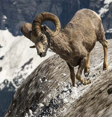 Mountain goat slipping down a mountainside.